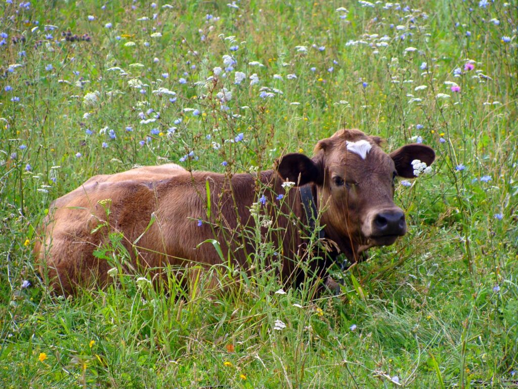 Top colleges for animal sciences illustration of calf in field.