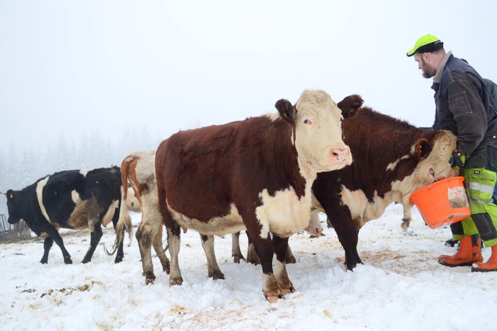 College of Agriculture Caring For Cattle